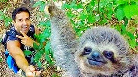 social sloths